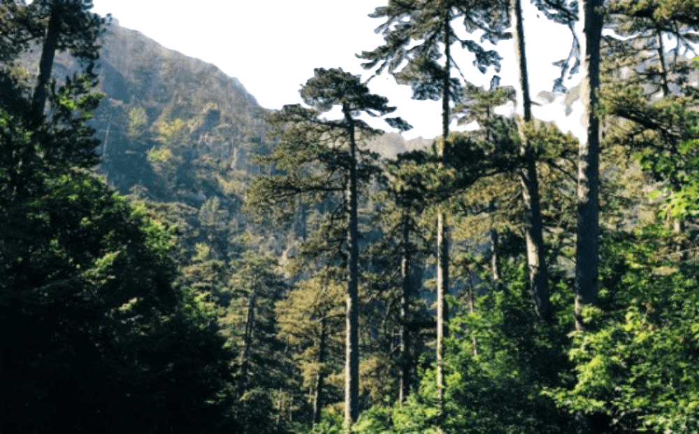 forest