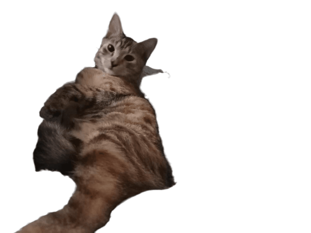 Testswf33