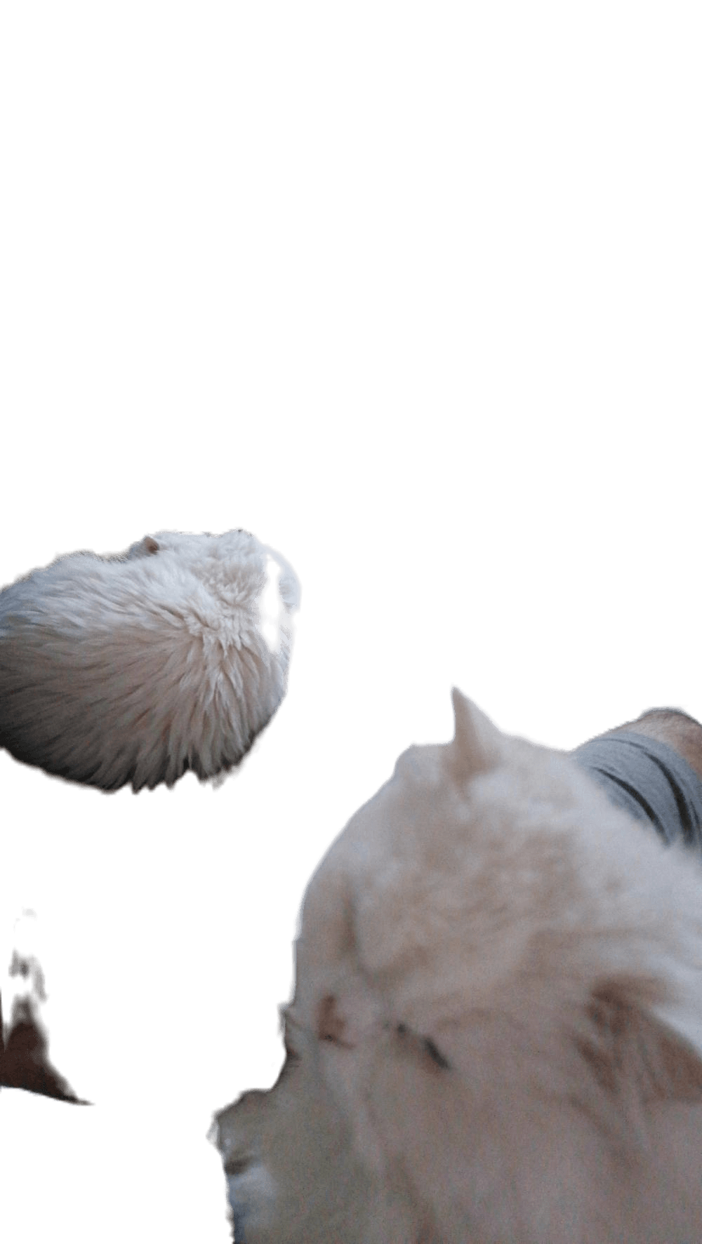 Pvl
