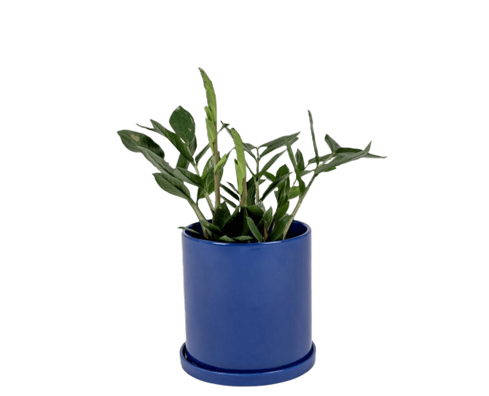 Pot With Saucer 21cm Indigo